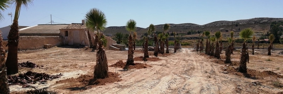 Palm trees planted on Alhambra Park